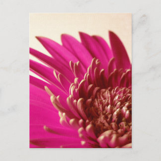 Cartão Postal Cartão-postal Gerbera Rosa
