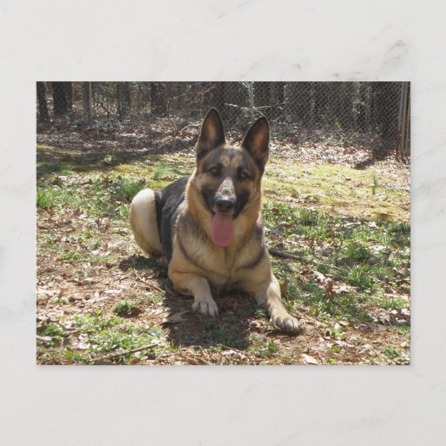 Cartão Postal Cartão-postal german shepherd (Frente)