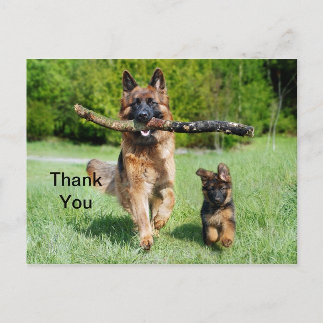 Cartão Postal Cartão-postal german shepherd Obrigado (Frente)