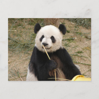 Cartão Postal Cartão-postal Giant Panda