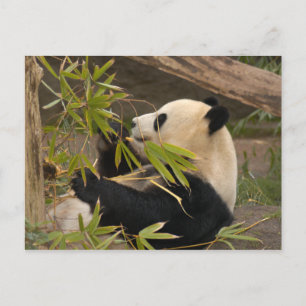 Cartão Postal Cartão-postal Giant Panda