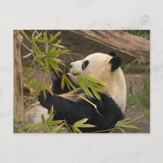Cartão Postal Cartão-postal Giant Panda