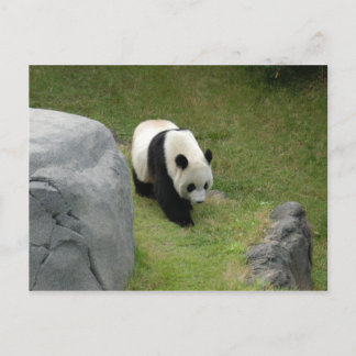 Cartão Postal Cartão-postal Giant Panda