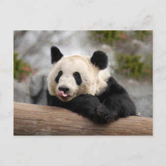 Cartão Postal Cartão-postal Giant Panda