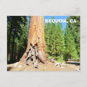 Cartão Postal Cartão-postal Giant Sequoia legal!