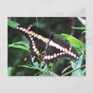 Cartão Postal Cartão-postal Giant Swallowtail