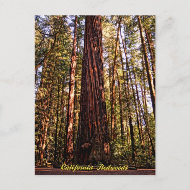 Cartão Postal Cartão-postal gigante Sequoia-California Redwoods (Frente)