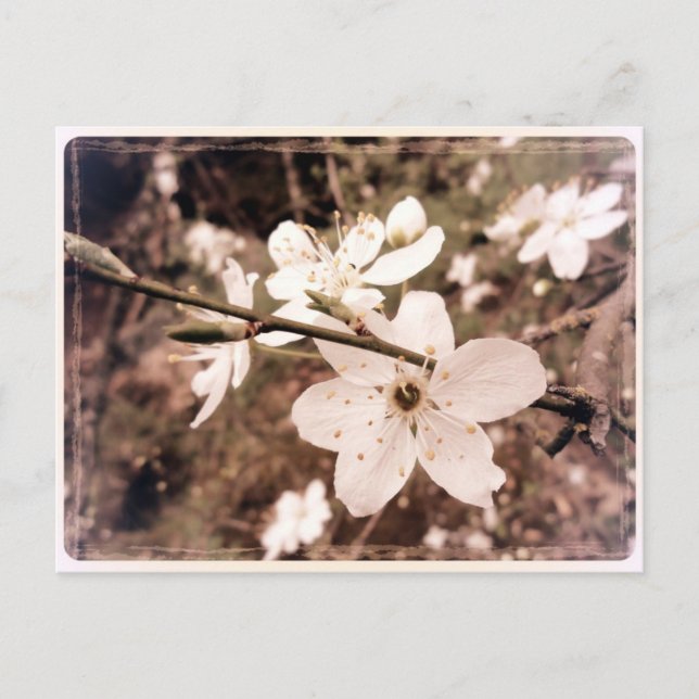 Cartão Postal Cartão-postal "Gilroy, California" de mDarkPoet (Frente)