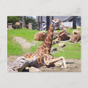 Cartão Postal Cartão-postal Girafa 3
