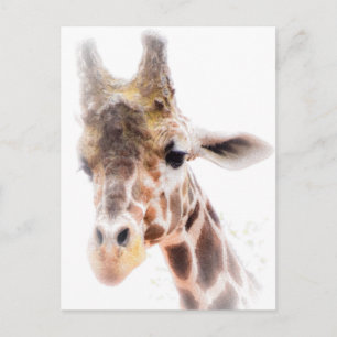 Cartão Postal Cartão-postal Giraffe