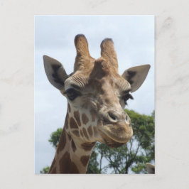 Cartão Postal Cartão-postal Giraffe