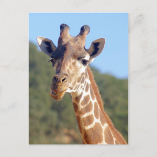 Cartão Postal Cartão-postal Giraffe