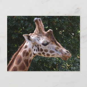 Cartão Postal Cartão-postal Giraffe