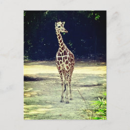 Cartão Postal Cartão-postal Giraffe