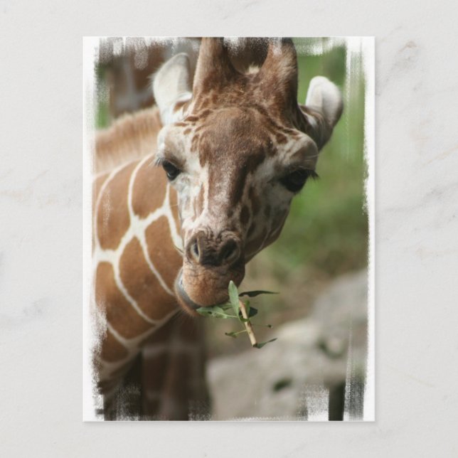 Cartão Postal Cartão-postal Giraffe Snack (Frente)
