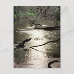 Cartão Postal Cartão-postal Glimmer Tchefuncte