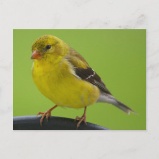 Cartão Postal Cartão-postal Goldfinch