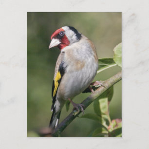 Cartão Postal Cartão-postal Goldie