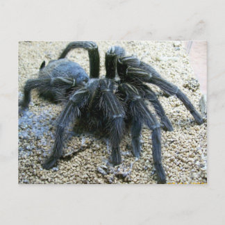 Cartão Postal Cartão-postal Goliath Tarantula