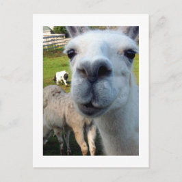 Cartão Postal Cartão-postal Goofy Llama