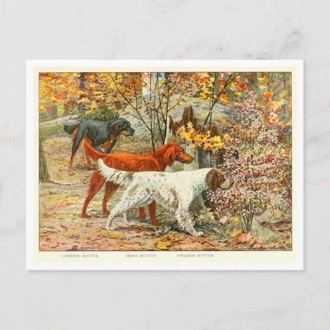 Cartão Postal Cartão-postal Gordon, Irish e English Setter Dogs (Frente)