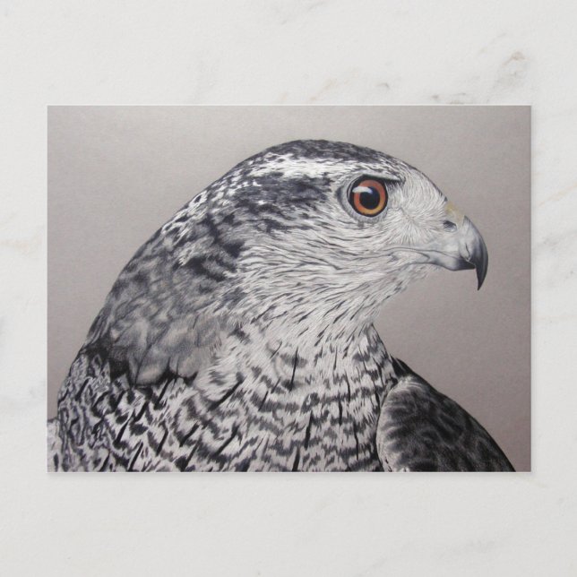 Cartão Postal Cartão-postal Goshawk (Frente)