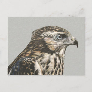 Cartão Postal Cartão-postal Goshawk imaturo