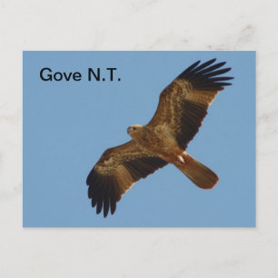 Cartão Postal Cartão-postal Gove Brahminy Kite 1rua ano
