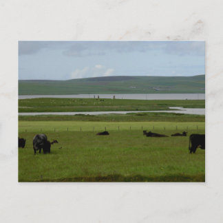 Cartão Postal Cartão-postal Grazing Orkney