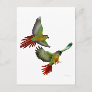 Cartão Postal Cartão-postal Green Cheek Conures