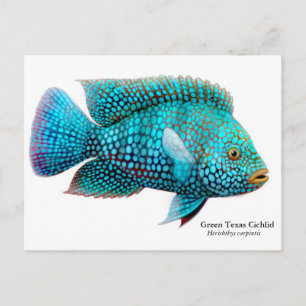 Cartão Postal Cartão-postal Green Texas Cichlid