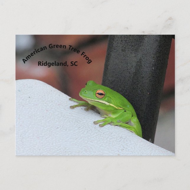 Cartão Postal Cartão-postal Green Treefrog americano (Frente)