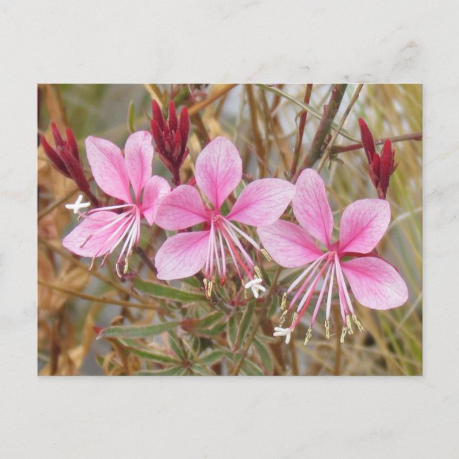 Cartão Postal Cartão-postal - Guara Rosa (Frente)