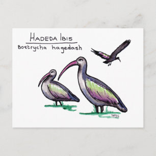 Cartão Postal Cartão-postal Hadeda Ibis