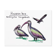 Cartão-postal Hadeda Ibis
