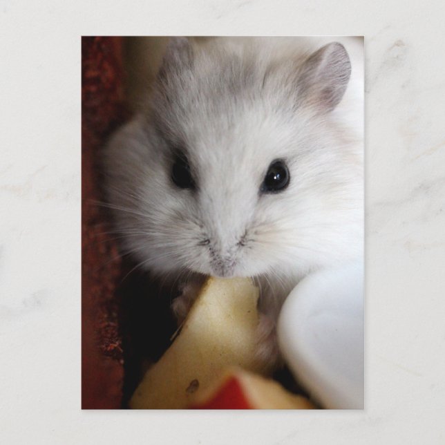 Cartão Postal Cartão-postal Hamsteer (Frente)