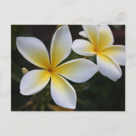 Cartão Postal Cartão-postal havaiano