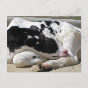 Cartão Postal Cartão-postal, Heifer, Fotografia de Vaca Bebê