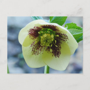 Cartão Postal Cartão-postal Hellebore Flower