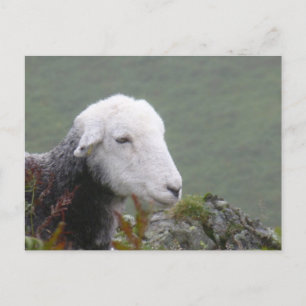 Cartão Postal Cartão-postal Herdwick Sheep