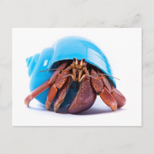 Cartão Postal Cartão-postal Hermit Crab (Frente)