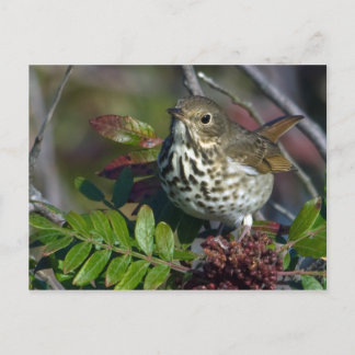 Cartão Postal Cartão-postal Hermit Thrush