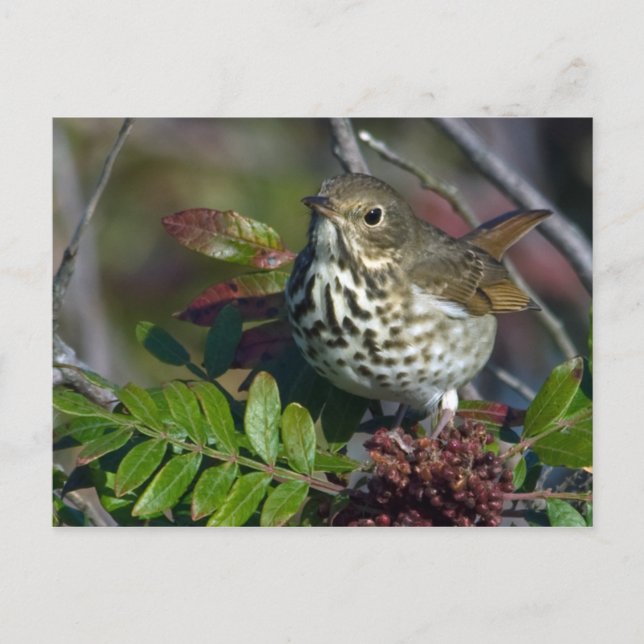 Cartão Postal Cartão-postal Hermit Thrush (Frente)