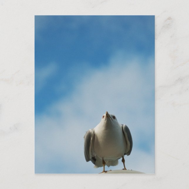 Cartão Postal Cartão-postal Herring Gull (Frente)
