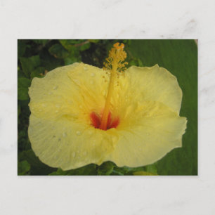 Cartão Postal Cartão-postal Hibiscus