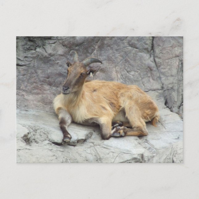 Cartão Postal Cartão-postal Himalayan Tahr (Frente)