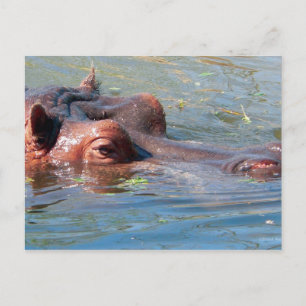 Cartão Postal Cartão-postal Hippo