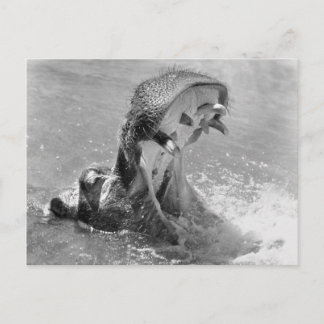 Cartão Postal Cartão-postal Hippo de Alimentação