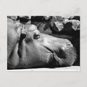 Cartão Postal Cartão-postal Hippo Doze