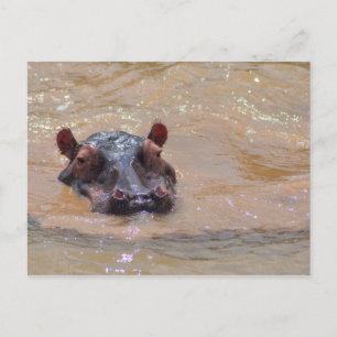 Cartão Postal Cartão-postal Hippo submerso